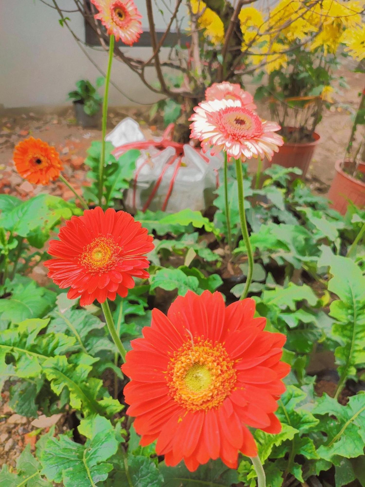 Trang An Natural Mountainside Homestay Ninh Binh Eksteriør bilde