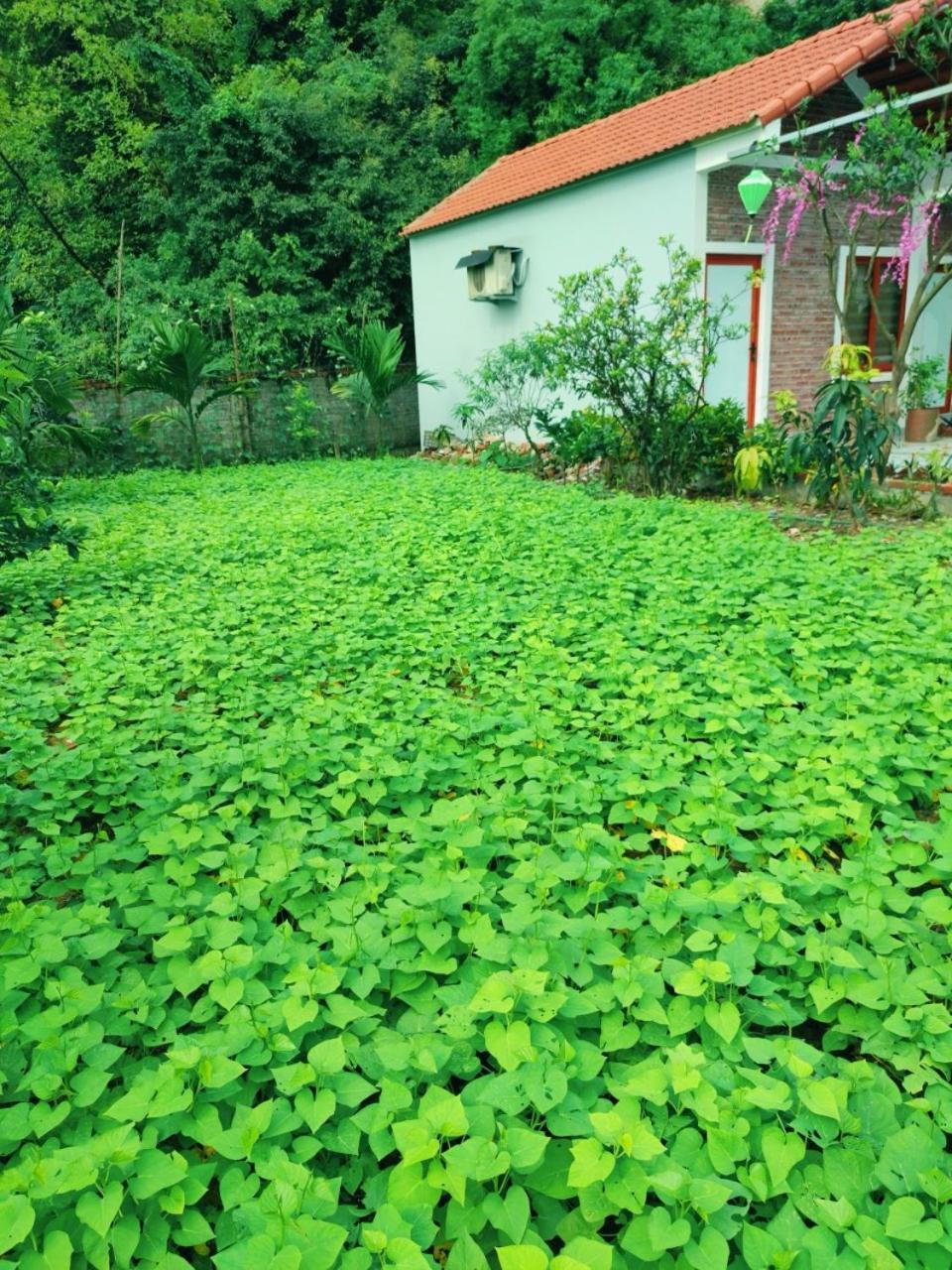 Trang An Natural Mountainside Homestay Ninh Binh Eksteriør bilde